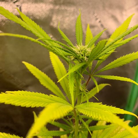 Northern 1 growlog photo: 2 semanas floración 