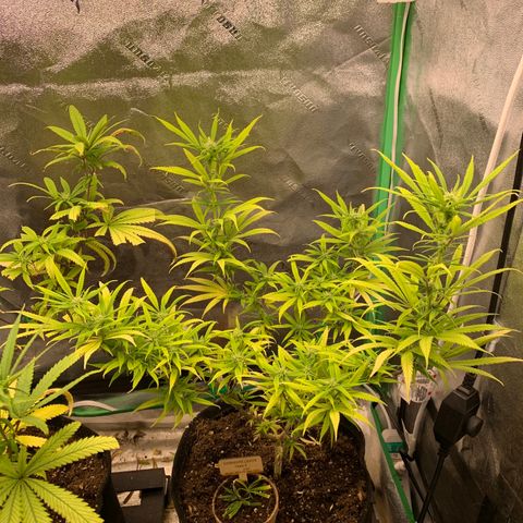 Northern 1 growlog timeline photo