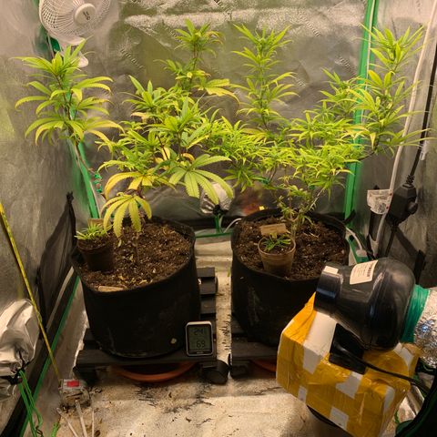 Northern 1 growlog timeline photo