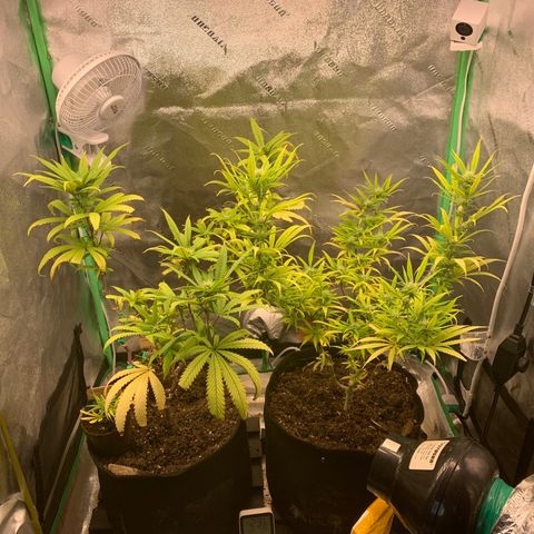 Northern 1 growlog timeline photo