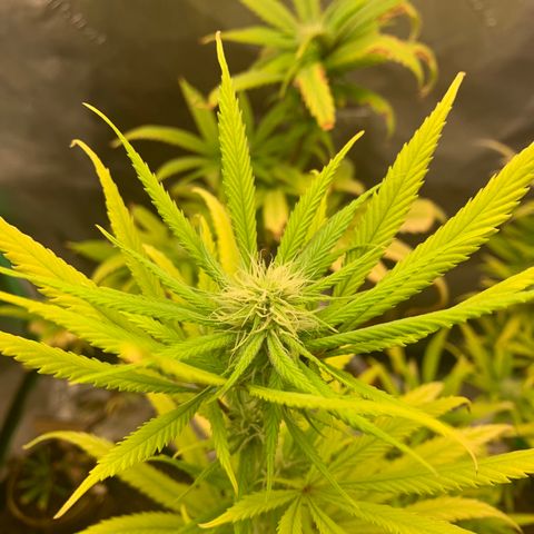 Northern 1 growlog timeline photo