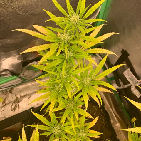 Northern 1 growlog timeline photo