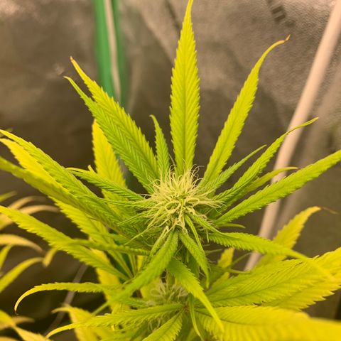 Northern 1 growlog timeline photo