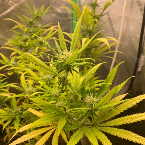 Northern 1 growlog timeline photo