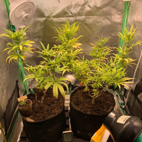 Northern 1 growlog timeline photo