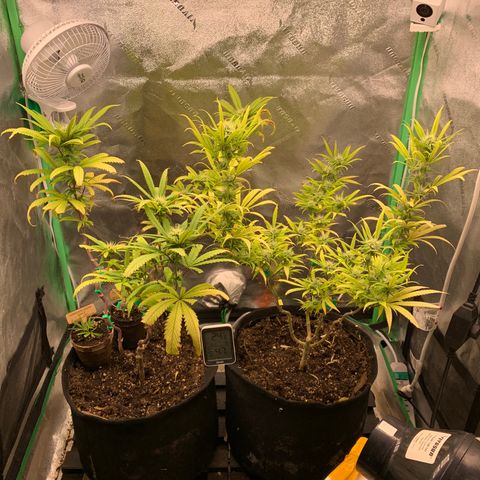Northern 1 growlog photo: N1 tuvo un pequeño trim 