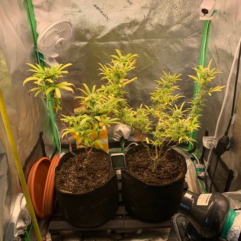 Northern 1 growlog timeline photo