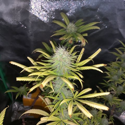 Northern 1 growlog timeline photo