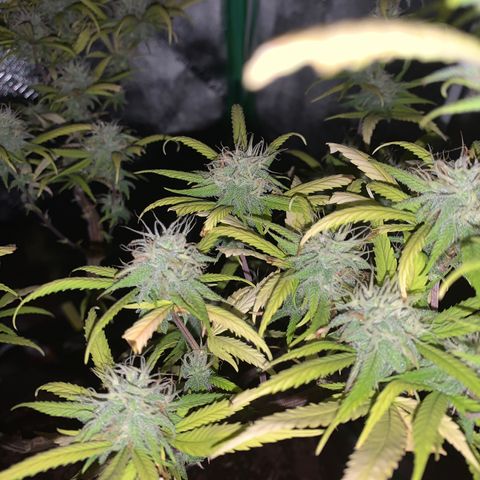 Northern 1 growlog timeline photo