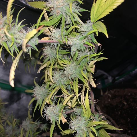 Northern 1 growlog timeline photo