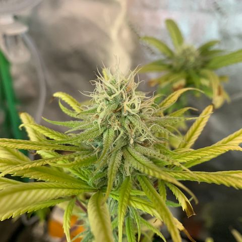Northern 1 growlog timeline photo