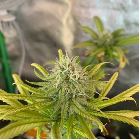 Northern 1 growlog timeline photo