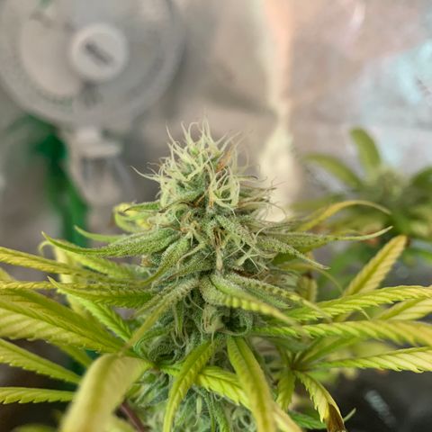 Northern 1 growlog timeline photo