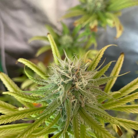 Northern 1 growlog timeline photo
