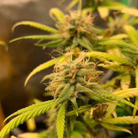 Northern 1 growlog timeline photo