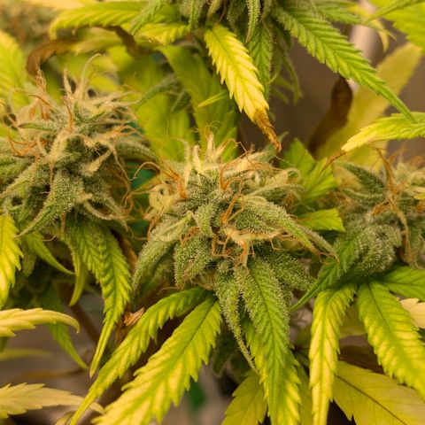 Northern 1 growlog timeline photo