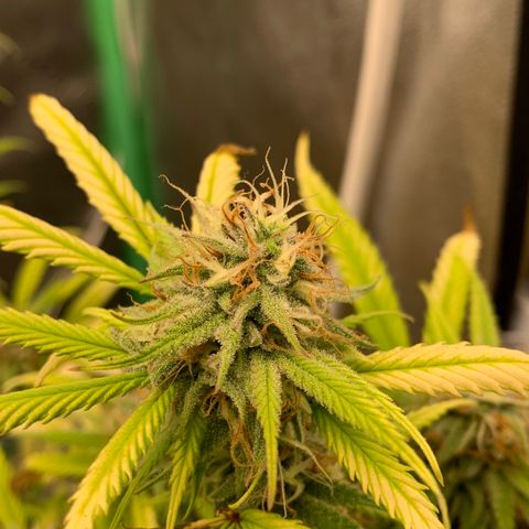 Northern 1 growlog timeline photo