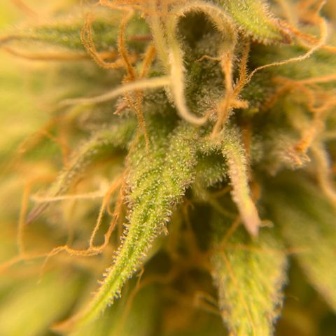 Northern 1 growlog timeline photo