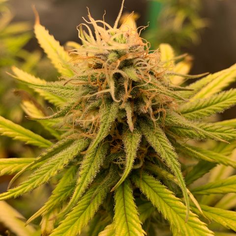 Northern 1 growlog timeline photo