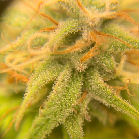 Northern 1 growlog timeline photo
