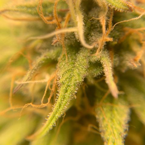 Northern 1 growlog timeline photo
