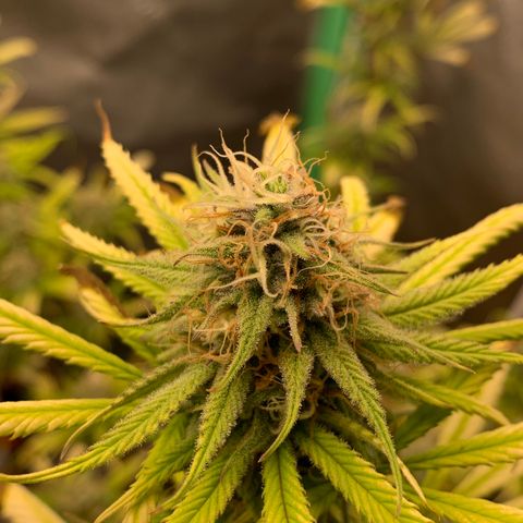 Northern 1 growlog timeline photo