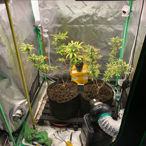 Northern 1 growlog timeline photo