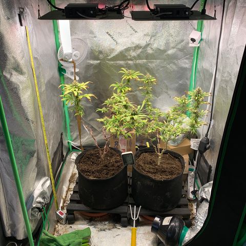 Northern 1 growlog timeline photo
