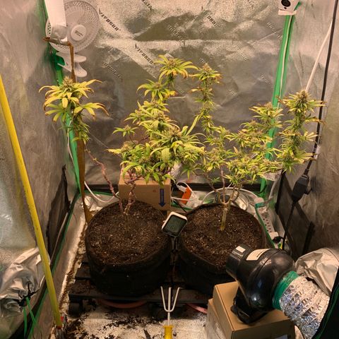 Northern 1 growlog photo: Después de remover el top layer de sustrato. 