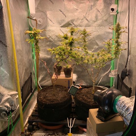 Northern 1 growlog photo: Después de remover el top layer de sustrato. 