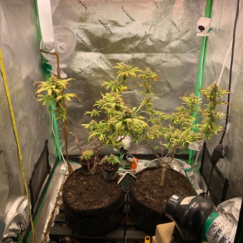 Northern 1 growlog photo: Ultima cena 