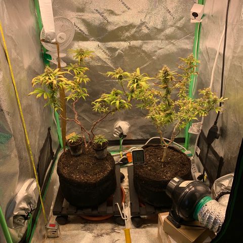 Northern 1 growlog timeline photo