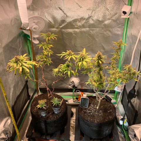 Northern 1 growlog photo: La ultima cena!!!!