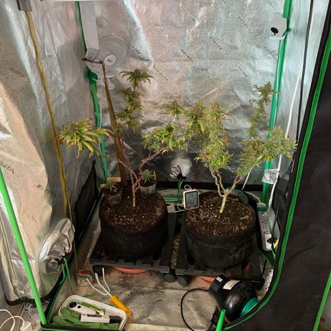 Northern 1 growlog photo: Listas para apagarles la luz hasta el domingo