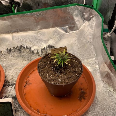 Highlander growlog timeline photo