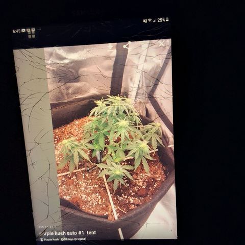 Purple kush autoflower growlog timeline photo