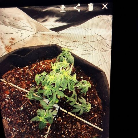Purple kush autoflower growlog timeline photo