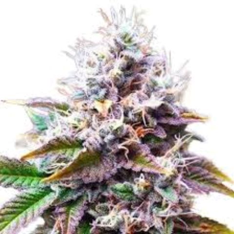 Purple kush autoflower growlog timeline photo