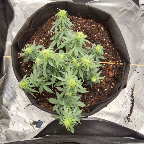 Purple kush autoflower growlog photo: Light defoliation/ lollipopping.  Gave bud booster and 9 g of boost 