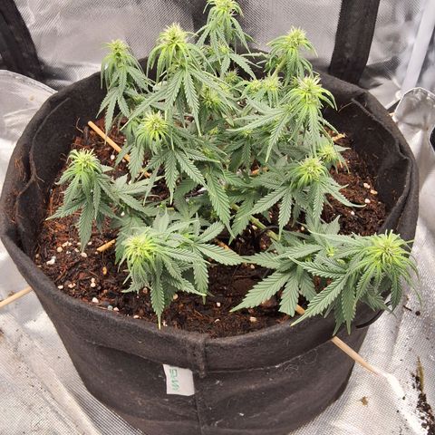 Purple kush autoflower growlog photo: Light defoliation/ lollipopping.  Gave bud booster and 9 g of boost 