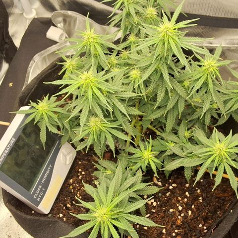 Purple kush autoflower growlog timeline photo