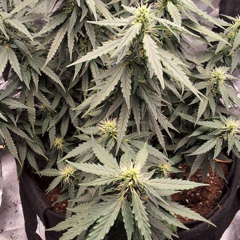 Purple kush autoflower growlog timeline photo