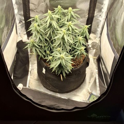 Purple kush autoflower growlog timeline photo