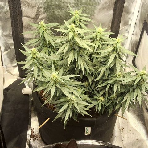 Purple kush autoflower growlog timeline photo