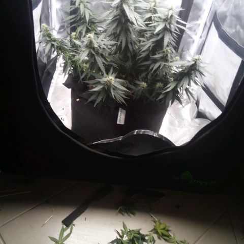 Purple kush autoflower growlog timeline photo