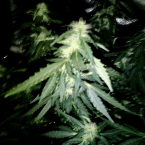 Purple kush autoflower growlog timeline photo