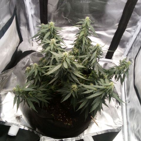 Purple kush autoflower growlog timeline photo