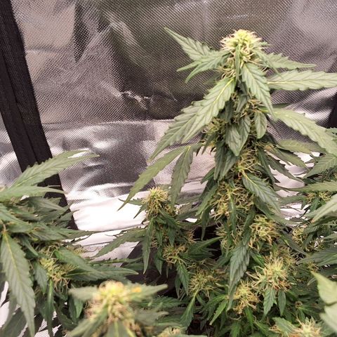 Purple kush autoflower growlog timeline photo