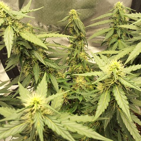 Purple kush autoflower growlog timeline photo