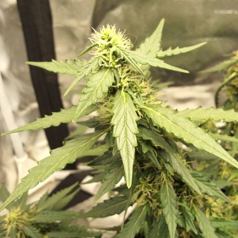 Purple kush autoflower growlog timeline photo
